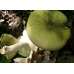 Мицелий Сыроежки зеленой (Russula aeruginea)